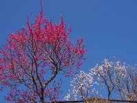 青空ん良く映えること