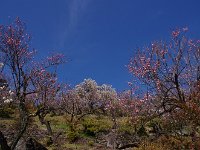 イイね！長閑な里の春