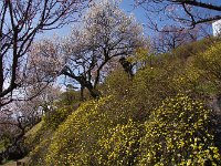 梅花とか