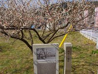 江戸時代よりの梅の産地とか