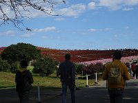 あれが！・・・コキア！！