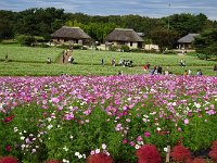 彼方は「蕎麦畑」