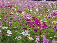 先ず、コスモスのお出迎え