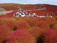 コキア・・・70万株！