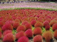 コスモスを倒れず、コキアもピーク・・・當に「見頃」