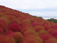 埋め尽くすコキア