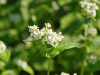 蕎麦の花