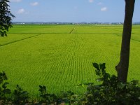 流石米処・・・一面稲穂。