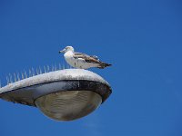 根性カモメ
