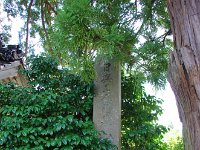 先ずは世尊寺。