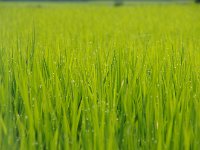 朝露が綺麗！
