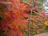 ここから、庭の景色・紅葉。はれてたら！！