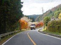 あれが四季桜？