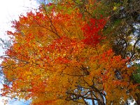 素晴らしい紅葉
