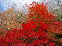 IMG 4252