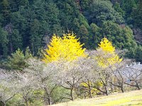 ナントモ胃腸が映えること