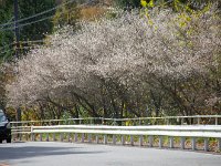 IMG 4284
