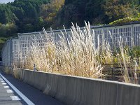 不思議なすすs機が群生
