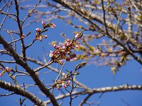 ヤット芽吹きました