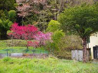 桜に桃・・・春ですね
