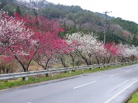 道端に花桃が！