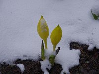 黄色の水芭蕉