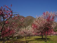 桃と桜