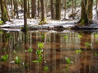 水中の水芭蕉もイイね