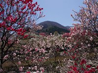 ヤット、花桃の里！！