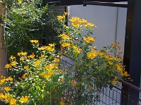 これは我家の「嵯峨菊」です！　今年は見事！！