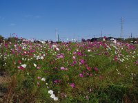 慶応大学の傍にボランティアが植えているそうです