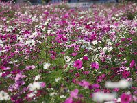 満開のコスモス