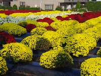 湘南の住宅地（善行）に咲く「ざる菊」