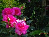 DSC06559