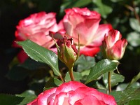 DSC 0143 R