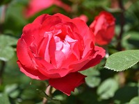DSC 0153 R