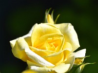 DSC 0221 R