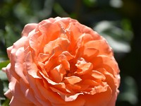 DSC 0229 R