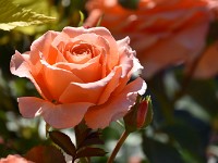 DSC 0232 R