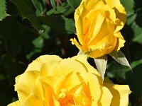 DSC 0235 R