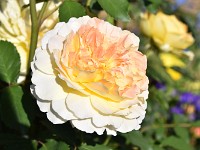 DSC 0238 R