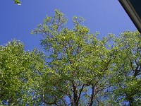 未だ早春？