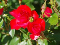 IMG 5796