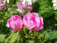 IMG 5798