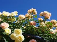 IMG 5854