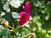 IMG 5865