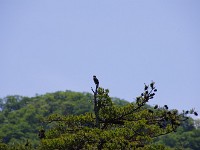 IMG 5994