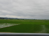 何処までも、水田！