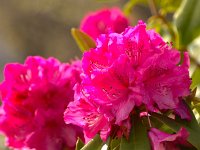 DSC 0061 R
