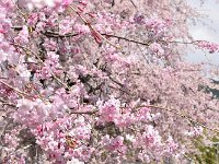 枝垂れ桜も見事！